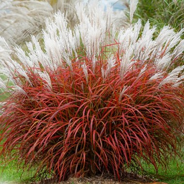 08122_miskantus_ledi_in_red_001