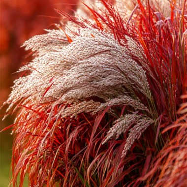 08122_miskantus_ledi_in_red_003