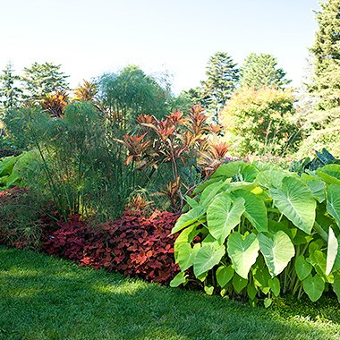 0914-colocasia-esculenta-hgc-570x380