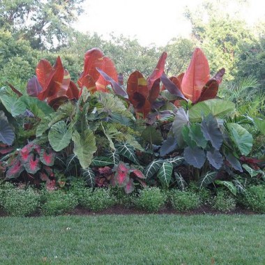 1403583d8e7dca1c47ffea53554b0ebd--elephant-ears-and-caladiums-elephant-ears-garden