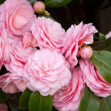 1889-Camellia-japonica-Pearl-Maxwell_004