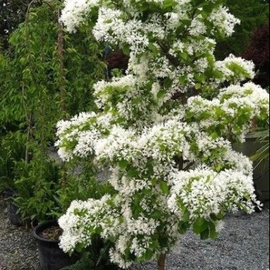 19557_c120-0507092taa8