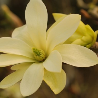378-1-magnolia_goldstar
