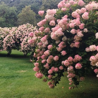 4984ac14-2010-4854-8405-80ae484b15c1_PINKHYDRANGEA