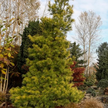 642db4aa1608b97
