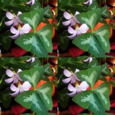 725230-oxalis-triangularis-fanny