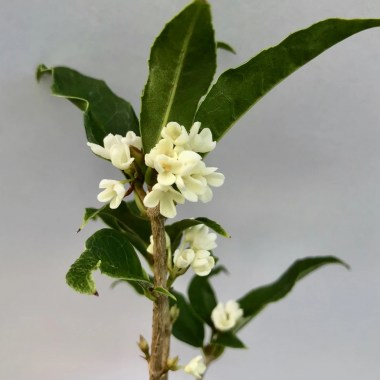 88463510-blooming-osmanthus-fragrans-and-water-reflection-landscape9
