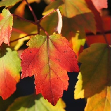 Acer-Summer-Red_a73721bb-40c8-45d8-9f07-c60120506f078