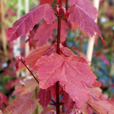 Acer-Summer-Red_a73721bb-40c8-45d8-9f07-c60120506f07