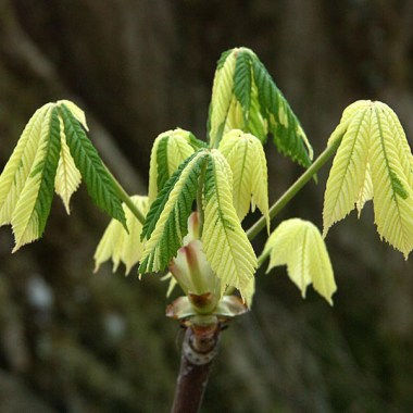 Aesculus-Variegata