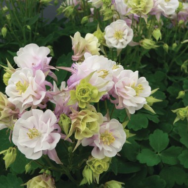 Aquilegia-vulgaris-Winky-Double-Rose-White_17358_1