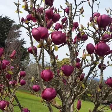 Black-Tulip-tree-3