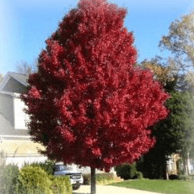 Brandywine-Maple