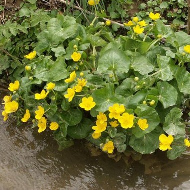 Caltha-palustris-01_800x