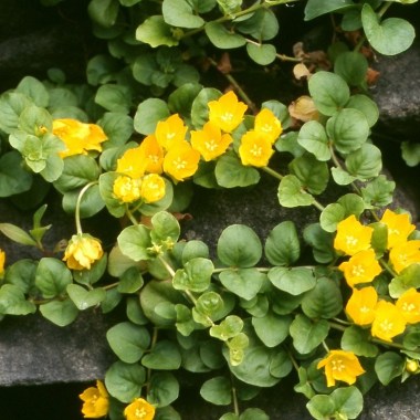Creeping_Jenny_Lysimachia_nummularia