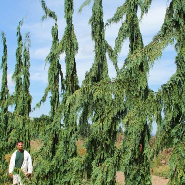 Cupressus-nootkatensis-Green-Arrow10-12-and-12-14-some-tipping-at-18-1