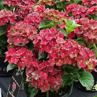 DSC08183_Hydrangea-macrophylla-ROCO-BLACK-KNIGHT_m_AC3