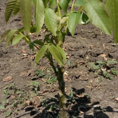 Derevo-oreh-31