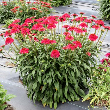 Echinacea-Cara-Mia-Rose-3