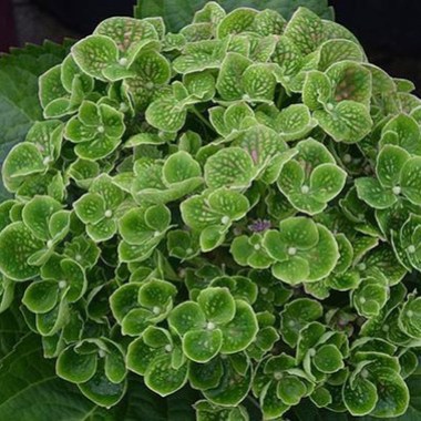 Greenmantle1