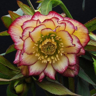 HELLEBORUSWinterJewelsSunFlareNWG_Crop