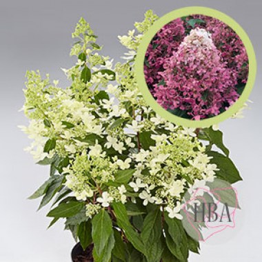 Hydr-paniculata-PANDRIA-HP217904-HBA