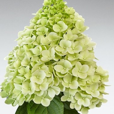 Hydr-paniculata-PANENKA-HP219901-2-HBA8