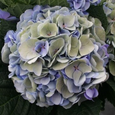 Hydrangea-macrophylla-Magical-Opal-xian-dystrybucja-Jelimex