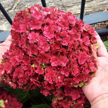 Hydrangea-macrophylla-YOUMETOGETHER-Youmefive-2-e1562145177780
