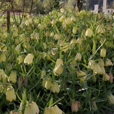 Image-Of-Fritillaria-Pallidiflora-fgt619DC00DC024