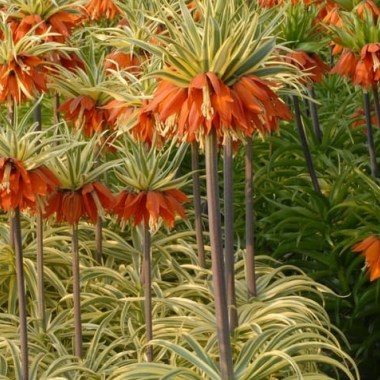 Imperialis-Argenteovariegata