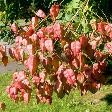 Koelreuteria-paniculata-Rose-Lantern-771-68-A.JPG