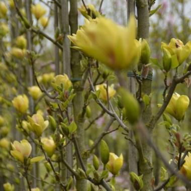 Magnolia_Sunsation3