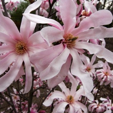 Magnolia_l_Leonard_M_big
