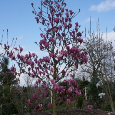 Magnoliya-Magnolia-Red-as-Red
