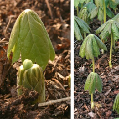 Mayapple-emerging