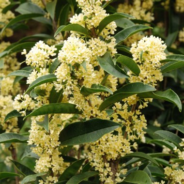 Osmanthus_fragrans_Fodingzhu_18_1024x1024@2x7