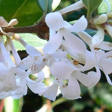Osmantus