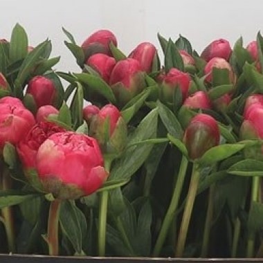 Peony-Lorelei-60cm-1