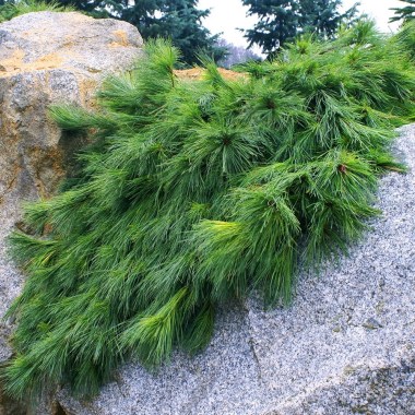 Pinus-strobus-Niagar