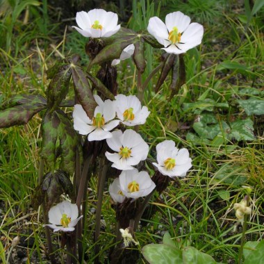 Podophyllum-emodi-flowers-2007-1