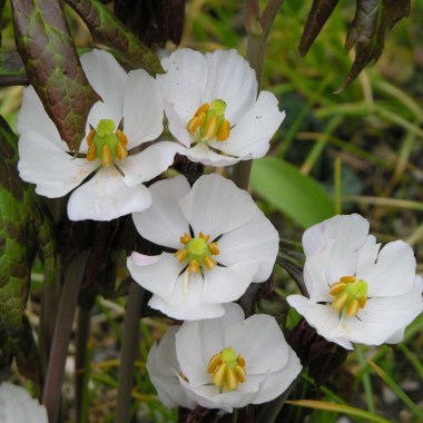Podophyllum-emodi-flowers-2007