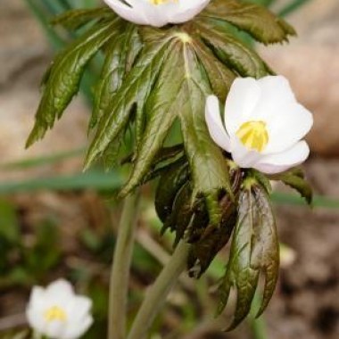 Podophyllum-hexandrum-Sinopodophyllum-hexandrum1