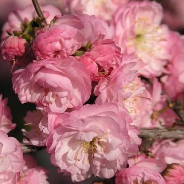 Prunus-Cerasus-Rosea-Plena-2