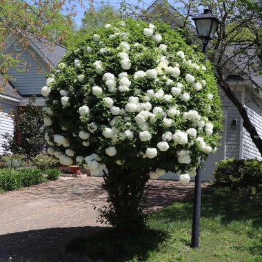 Snowball_Viburnum_5_BB