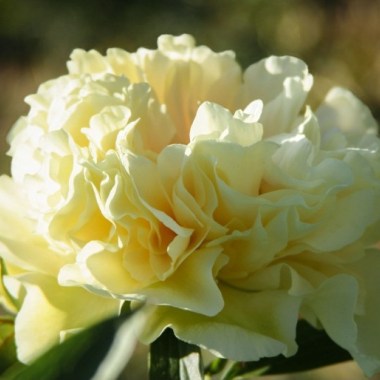 Sunny-Boy1-650x650