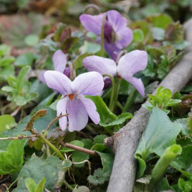 Viola-odorata-2