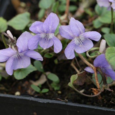 Viola-reichenbachiana