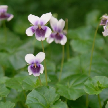 Violahederacea