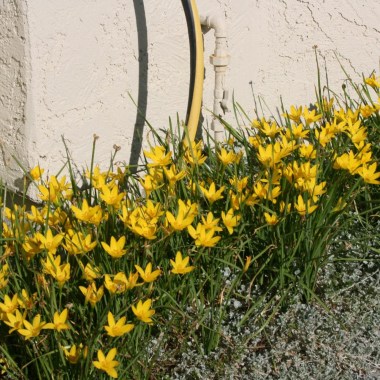 Zephranthes-yellow-4